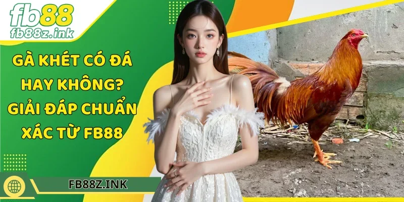 gà khét có đá hay không