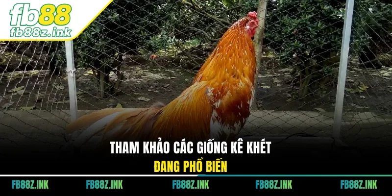 Tham khảo các giống kê khét đang phổ biến